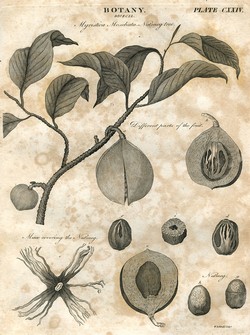 Sains Botani Sains Botani